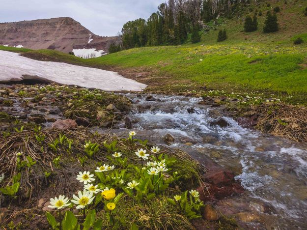 Spring Flowers In The Mountains. Photo by Dave Bell.