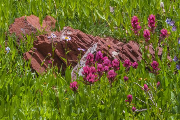 The Purplish Paintbrush. Photo by Dave Bell.