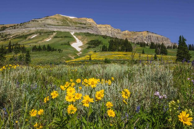 Mt. McDougall Flowers. Photo by Dave Bell.