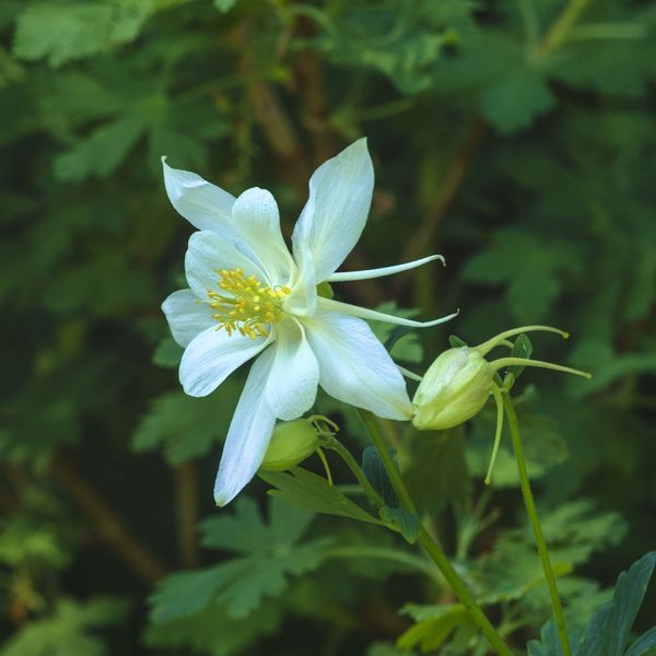 Beautiful Columbine On McDougall. Photo by Dave Bell.