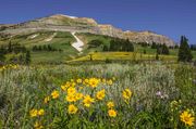 Mt. McDougall Flowers. Photo by Dave Bell.