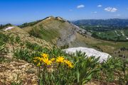 McDougall Summit Flowers. Photo by Dave Bell.