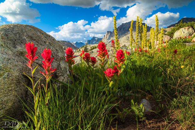 Indian Paintbrush. Photo by Dave Bell.