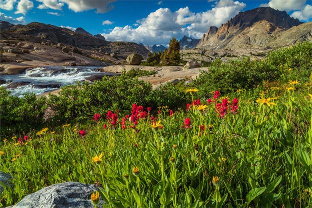 Flowers With A View. Photo by Dave Bell.