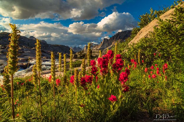 Paintbrush Beauty. Photo by Dave Bell.