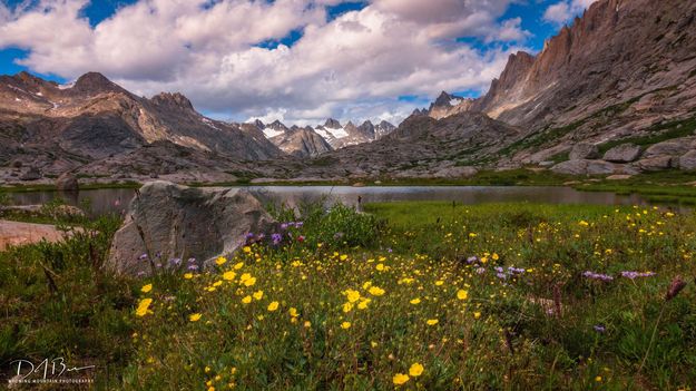 Titcomb Beauty. Photo by Dave Bell.