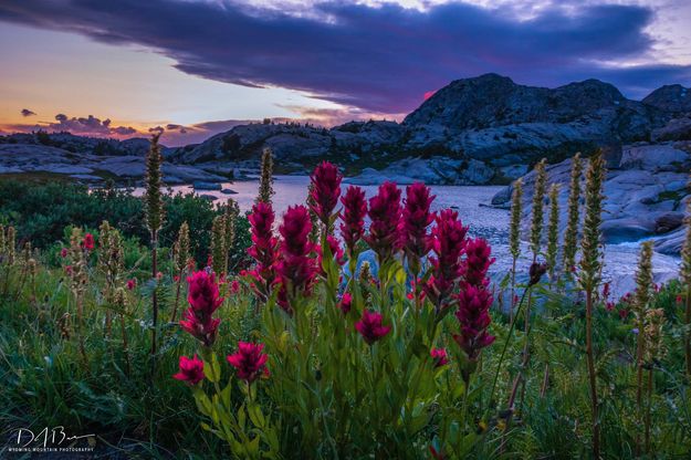 Paintbrush Bouquet. Photo by Dave Bell.