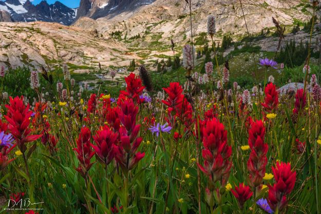 Color. Photo by Dave Bell.