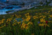 Aster And Arnica. Photo by Dave Bell.