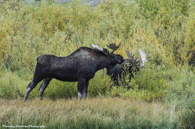 Chance Encounter. Photo by Dave Bell.