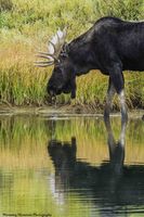 Seeing Himself. Photo by Dave Bell.