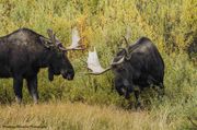 Surging Bull. Photo by Dave Bell.