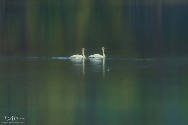 Togetherness. Photo by Dave Bell.