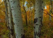 Fall Aspen. Photo by Dave Bell.