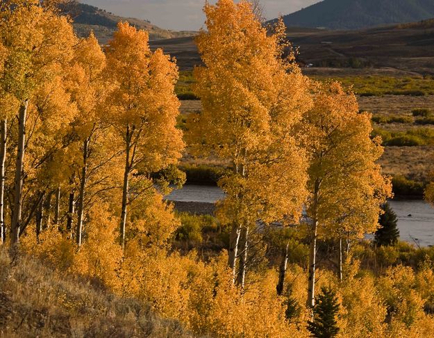 Golden Aspen Over The Green River. Photo by Dave Bell.