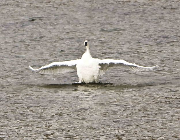 Trumpeter Swan Stretching. Photo by Dave Bell.
