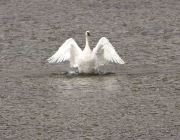 Trumpeter Swan Bath Time!. Photo by Dave Bell.