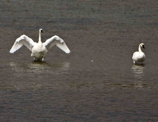 Trumpeter--Hey, You Listening To Me!. Photo by Dave Bell.