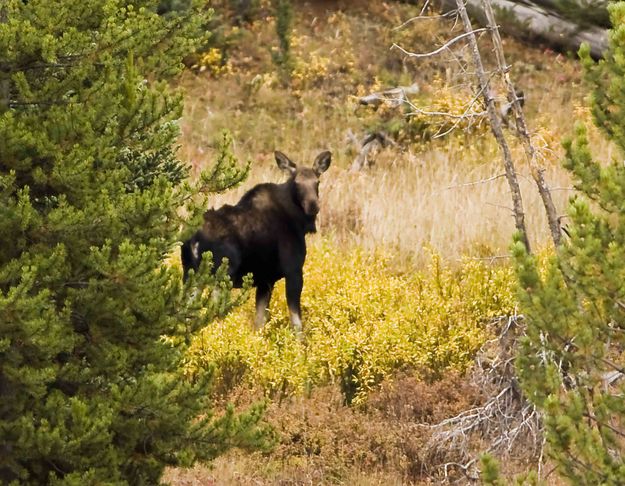 Moose--Sighting!. Photo by Dave Bell.