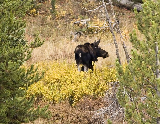 Moose--Time To Move On!. Photo by Dave Bell.