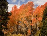 Orange Colors. Photo by Dave Bell.