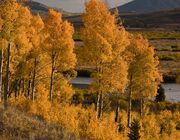 Golden Aspen Over The Green River. Photo by Dave Bell.