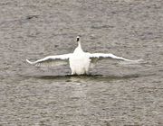 Trumpeter Swan Stretching. Photo by Dave Bell.