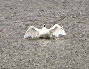 Upper Green River Trumpeter Swan. Photo by Dave Bell.