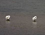 Trumpeter Swans Preening Togetherness. Photo by Dave Bell.