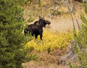 Moose In Clearing. Photo by Dave Bell.