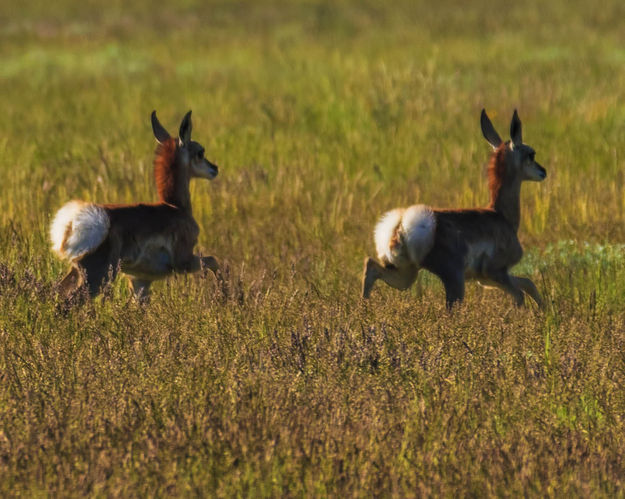 Fluffy Butts--Alarm Signal. Photo by Dave Bell.