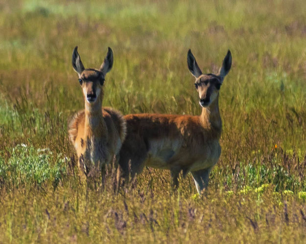 Curious Babies. Photo by Dave Bell.