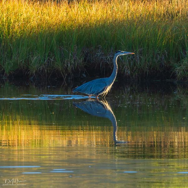 Searching For Fish. Photo by Dave Bell.