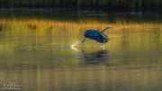 Why Walk When You Can Fly. Photo by Dave Bell.