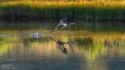 In Flight. Photo by Dave Bell.