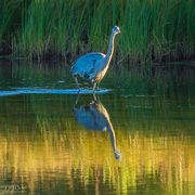 Searching For Breakfast. Photo by Dave Bell.