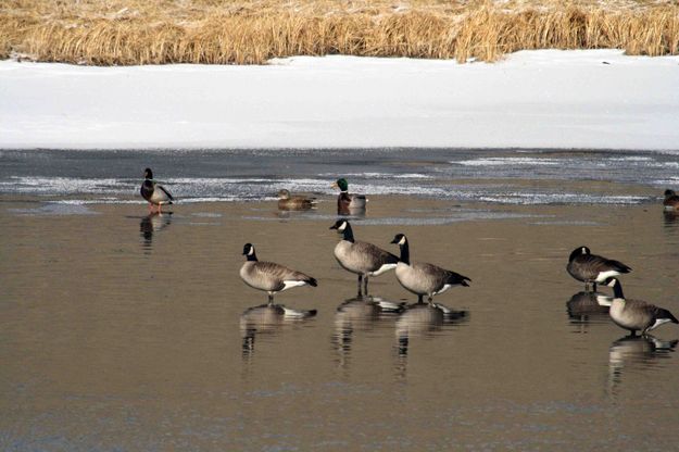 Green River Geese and Ducks. Photo by Dave Bell.