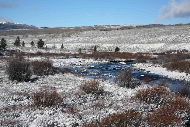 Snowy Bushes. Photo by Dave Bell.