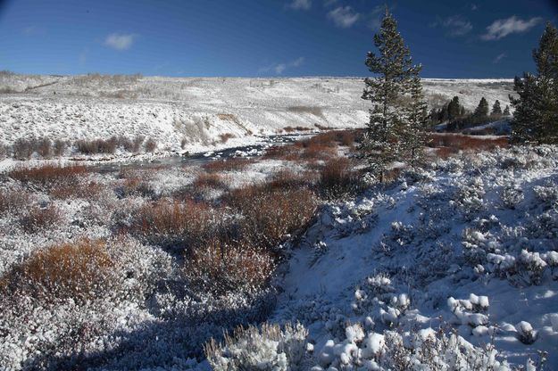 Snowy Willows and Alders. Photo by Dave Bell.