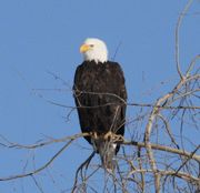 Bald Eagle. Photo by Dave Bell.