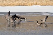 Green River Geese--Ignition. Photo by Dave Bell.