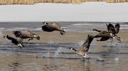 Green River Geese--Liftoff!. Photo by Dave Bell.