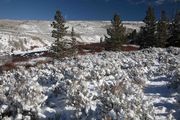 Snowy Sage Brush. Photo by Dave Bell.