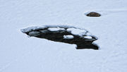 Fish Emerging From The Ice. Photo by Dave Bell.