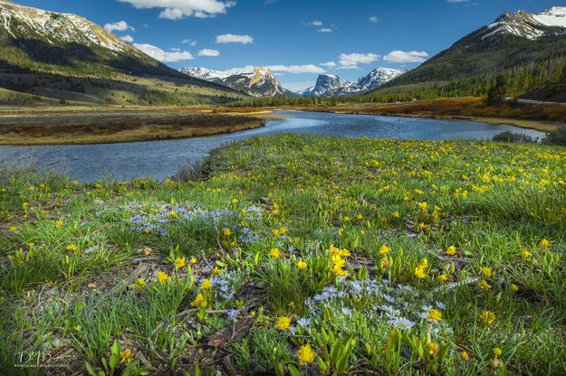 Buttercups Galore. Photo by Dave Bell.