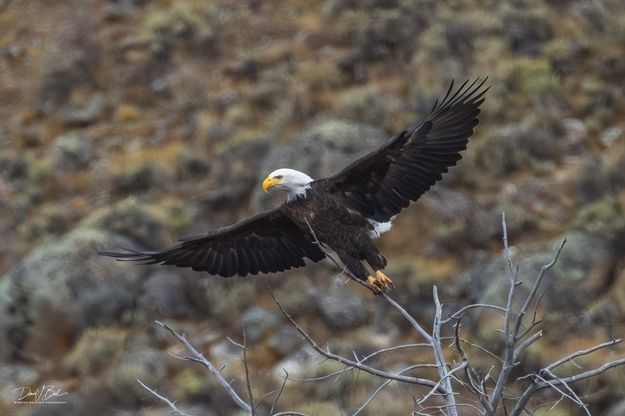 Spread Eagle. Photo by Dave Bell.