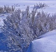 Frosty. Photo by Dave Bell.