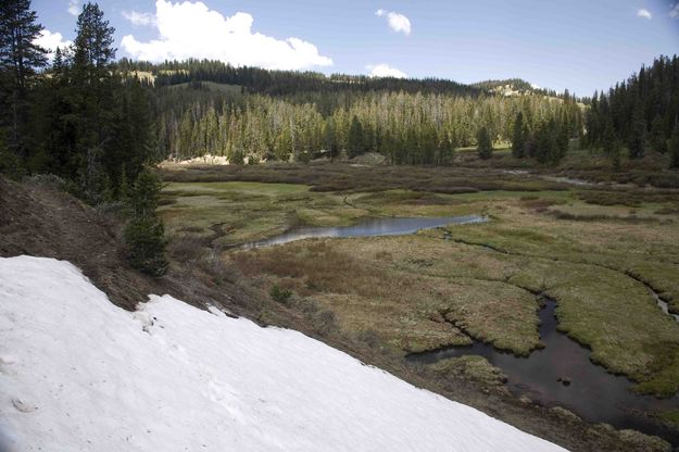 Hoback Meadows Scenery. Photo by Dave Bell.