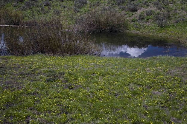 Yellow Flowers. Photo by Dave Bell.