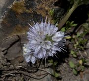 Small Mountain Flower. Photo by Dave Bell.